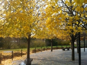 20121118-104149 p.m..jpg