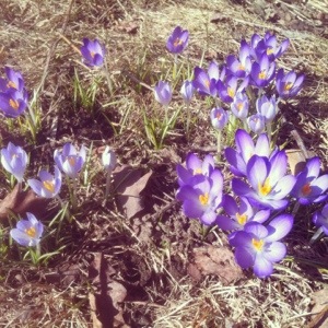 20130405-021644 p.m..jpg