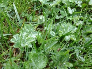 20130520-070432 p.m..jpg