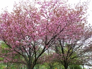 20130522-050834 p.m..jpg