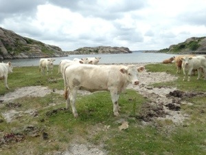 20130701-113906 p.m..jpg