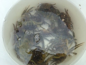 20130702-105058 p.m..jpg