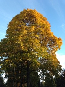 20131006-113440 p.m..jpg