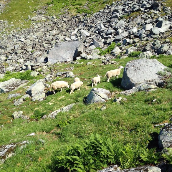 20140724-084639 a.m.-31599515.jpg